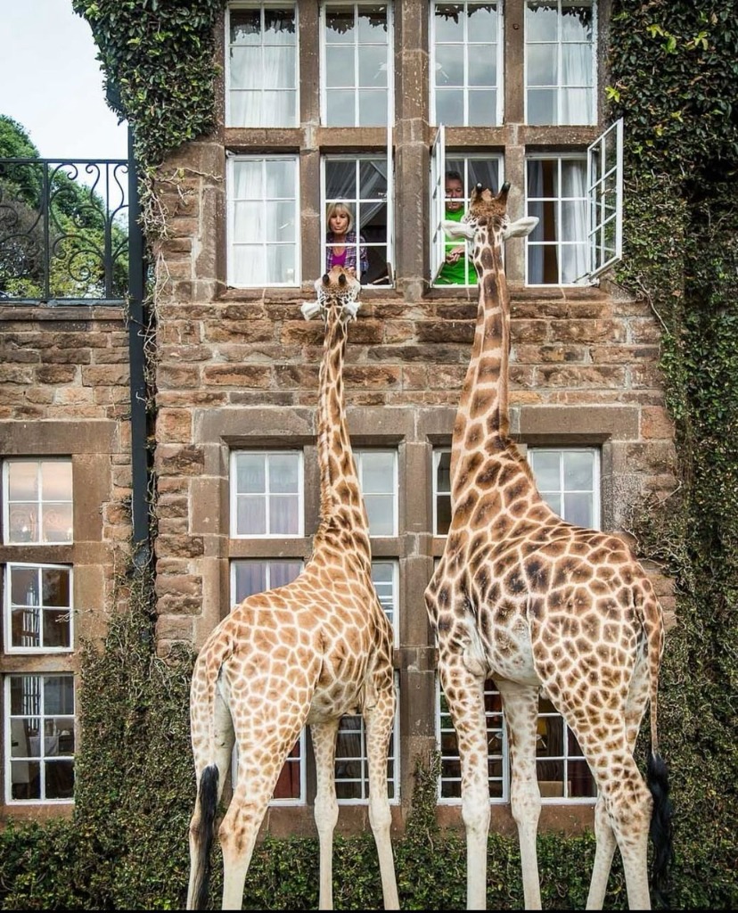 Giraffe Manor Experience
